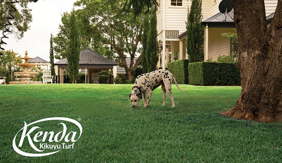 kenda-kikuyu-turf-image2