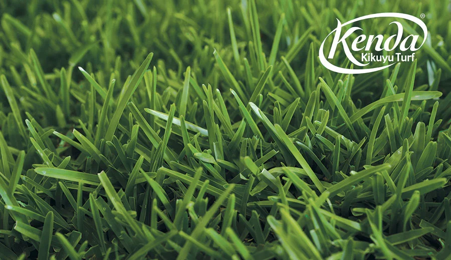 kenda-kikuyu-turf-image9